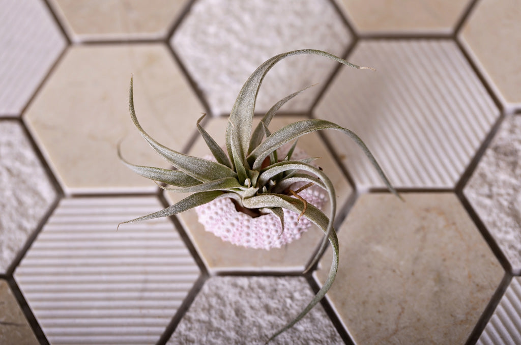 Beige Hexagon Mosaic Tile
